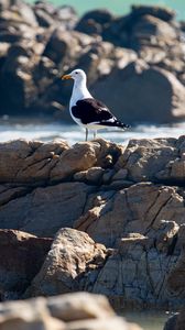 Preview wallpaper seagull, bird, stones, blur