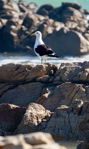 Preview wallpaper seagull, bird, stones, blur