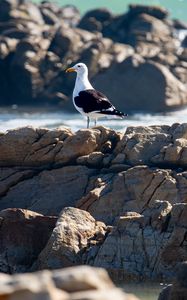 Preview wallpaper seagull, bird, stones, blur