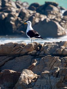 Preview wallpaper seagull, bird, stones, blur