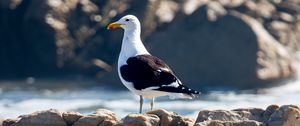 Preview wallpaper seagull, bird, stones, blur