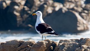 Preview wallpaper seagull, bird, stones, blur