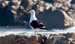 Preview wallpaper seagull, bird, stones, blur