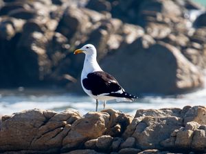 Preview wallpaper seagull, bird, stones, blur