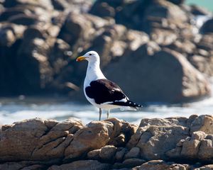 Preview wallpaper seagull, bird, stones, blur