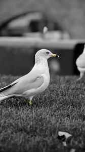 Preview wallpaper seagull, bird, walk, pack, black white