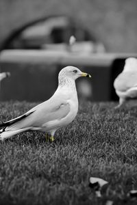 Preview wallpaper seagull, bird, walk, pack, black white