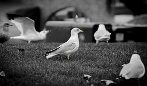 Preview wallpaper seagull, bird, walk, pack, black white