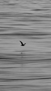 Preview wallpaper seagull, bird, water, horizon