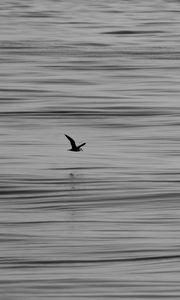 Preview wallpaper seagull, bird, water, horizon
