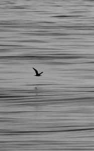 Preview wallpaper seagull, bird, water, horizon