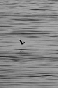 Preview wallpaper seagull, bird, water, horizon