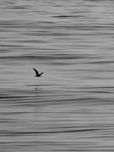 Preview wallpaper seagull, bird, water, horizon