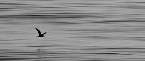 Preview wallpaper seagull, bird, water, horizon