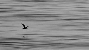 Preview wallpaper seagull, bird, water, horizon