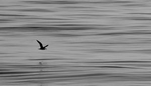 Preview wallpaper seagull, bird, water, horizon