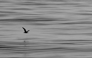 Preview wallpaper seagull, bird, water, horizon