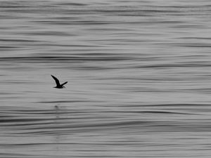 Preview wallpaper seagull, bird, water, horizon