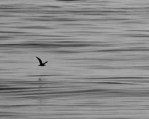 Preview wallpaper seagull, bird, water, horizon