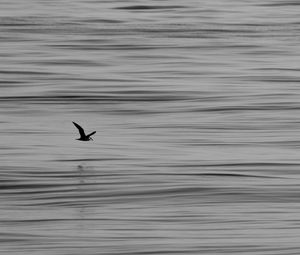 Preview wallpaper seagull, bird, water, horizon