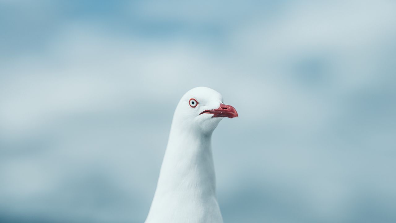 Wallpaper seagull, bird, white, glance