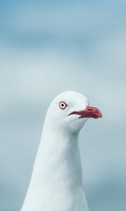 Preview wallpaper seagull, bird, white, glance