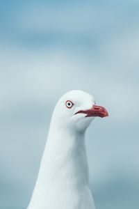 Preview wallpaper seagull, bird, white, glance