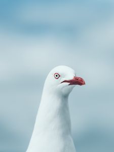 Preview wallpaper seagull, bird, white, glance