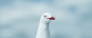 Preview wallpaper seagull, bird, white, glance