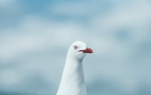 Preview wallpaper seagull, bird, white, glance
