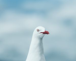 Preview wallpaper seagull, bird, white, glance