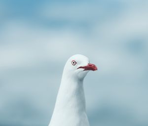 Preview wallpaper seagull, bird, white, glance