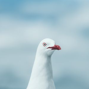 Preview wallpaper seagull, bird, white, glance