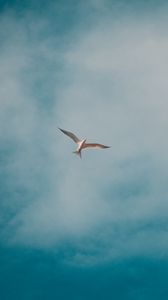 Preview wallpaper seagull, bird, white, clouds, sky