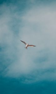 Preview wallpaper seagull, bird, white, clouds, sky