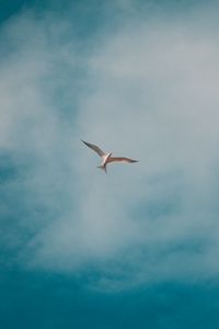 Preview wallpaper seagull, bird, white, clouds, sky