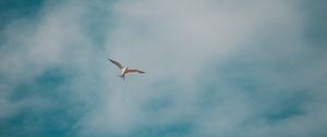 Preview wallpaper seagull, bird, white, clouds, sky