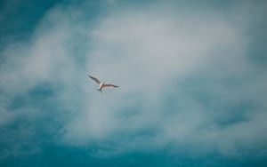 Preview wallpaper seagull, bird, white, clouds, sky