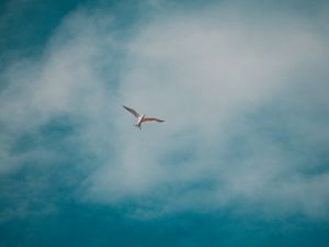 Preview wallpaper seagull, bird, white, clouds, sky