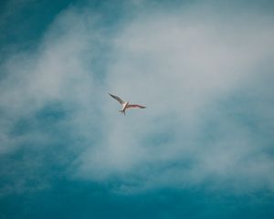 Preview wallpaper seagull, bird, white, clouds, sky