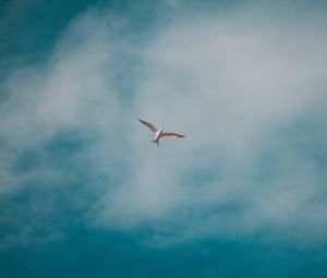 Preview wallpaper seagull, bird, white, clouds, sky