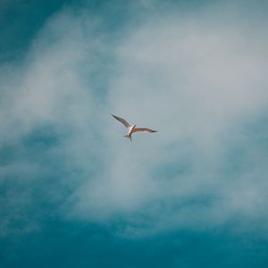 Preview wallpaper seagull, bird, white, clouds, sky