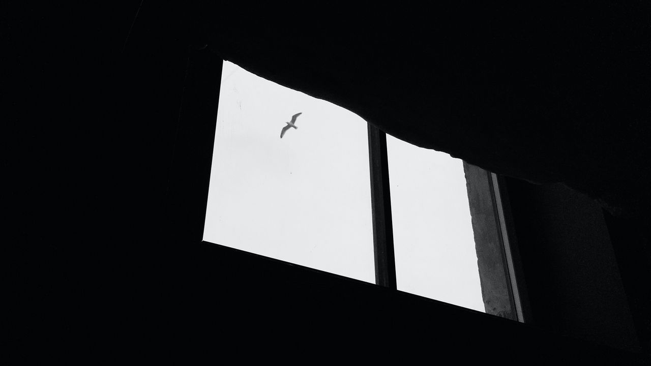 Wallpaper seagull, bird, window, sky