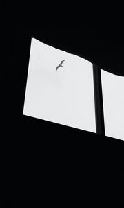 Preview wallpaper seagull, bird, window, sky