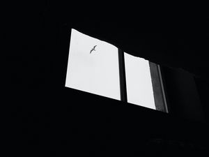 Preview wallpaper seagull, bird, window, sky