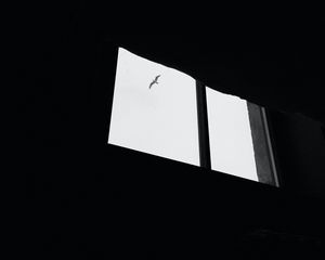 Preview wallpaper seagull, bird, window, sky