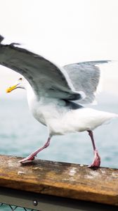 Preview wallpaper seagull, bird, wings