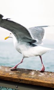 Preview wallpaper seagull, bird, wings