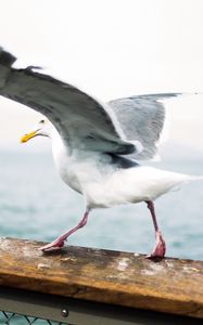 Preview wallpaper seagull, bird, wings