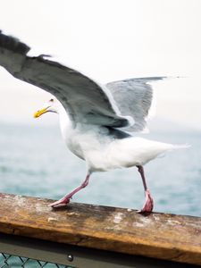 Preview wallpaper seagull, bird, wings